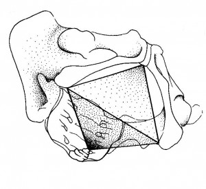 bekkenbodem in 2 driehoeken
