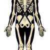 11251302 - human skeleton in separate layers.